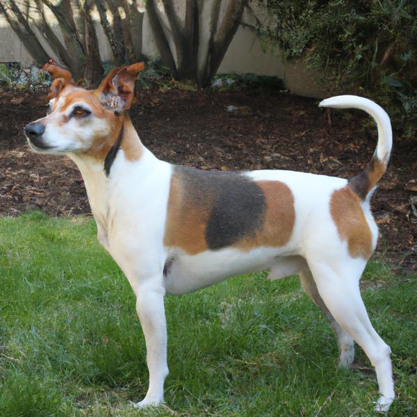 Smooth Foxy Rat Terrier